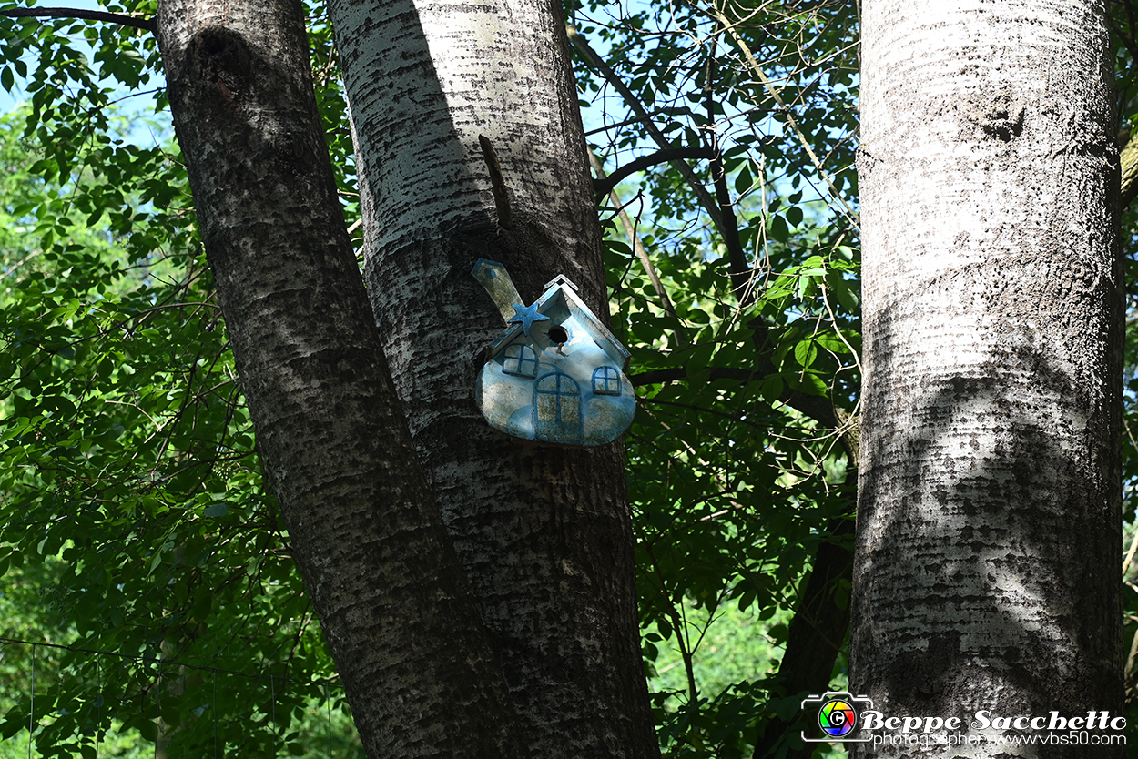 VBS_4660 - Il bosco fatato - Montaldo Roero.jpg